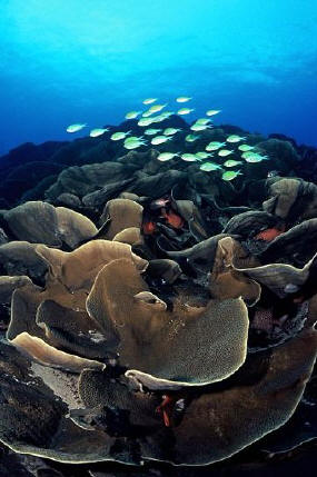 Palau Island T88AA DX News